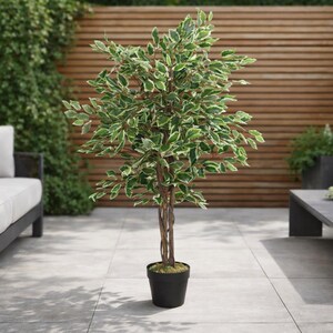 May include: A potted artificial ficus tree with green and white variegated leaves. The tree has a braided trunk and is in a black plastic pot. The tree is approximately 5 feet tall.