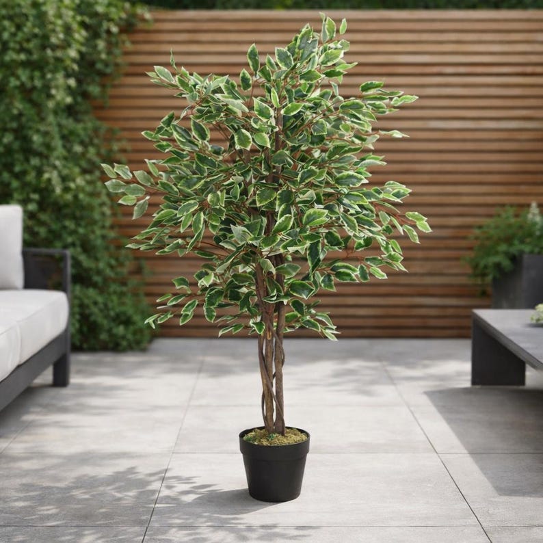 May include: A potted artificial ficus tree with green and white variegated leaves. The tree has a braided trunk and is in a black plastic pot. The tree is approximately 5 feet tall.