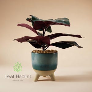 May include: A houseplant with large, dark green and burgundy leaves in a teal and cream ceramic pot. The pot has three small legs and is filled with small, light brown pebbles. The Leaf Habitat logo is in the lower left corner of the image.
