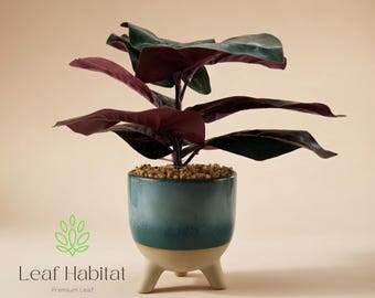 Artificial Ficus Plant in Teal Ceramic Pot, Realistic Indoor Houseplant, Faux plant, Housewarming gift
