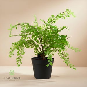 Könnte beinhalten: Ein Topf mit einem Frauenhaarfarn, mit leuchtend grünen Blättern und zarten Stielen. Die Pflanze steht in einem schwarzen Topf vor einem neutralen Hintergrund. Das Logo "Leaf Habitat" ist unten sichtbar.