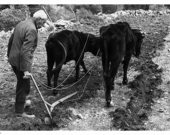 Asi Gonia Präumend | | Kretisches Dorf Fotodruck | Griechische Kulturerbe Kunst | Crete Wandkunst