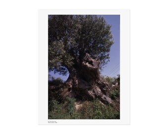 Asi Gonia Antiker Olivenbaum Fine Art Poster | Fotografische Landschaftsdruck