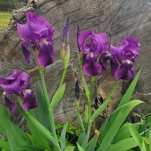Peut inclure: Gros plan sur des fleurs d'iris violettes avec des accents jaunes, entourées de longues feuilles vertes. Les fleurs sont à différents stades de floraison, avec des bourgeons encore fermés. En arrière-plan, une souche d'arbre.