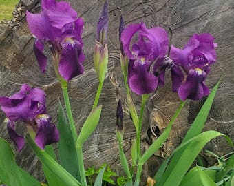 Bearded Iris Bulbs (Rhizomes)