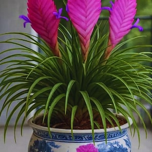 以下が含まれることがあります： 鮮やかなピンク色の花と長い緑の葉を持つ鉢植えの植物。 花は独特の質感があり、小さな紫色のディテールがアクセントになっています。 植物は装飾的な青と白のセラミックポットに入っています。