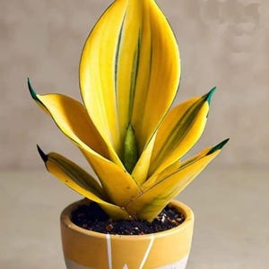 bonsai palm tree Ponytail Palm Bonsai Tree  Lovehopegrow