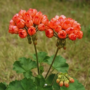 May include: A close-up shot of bright orange geranium flowers. The flowers are clustered together, with green stems and leaves. The background is a soft, blurred green, typical of a garden setting.