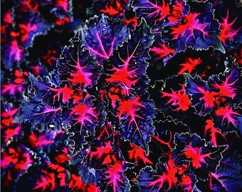 25 semillas de coleus lulú dragón negro, rara planta ornamental de follaje oscuro para jardín