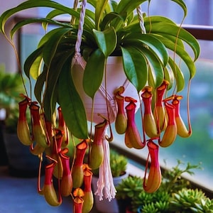 Nepenthes seeds - Etsy 日本