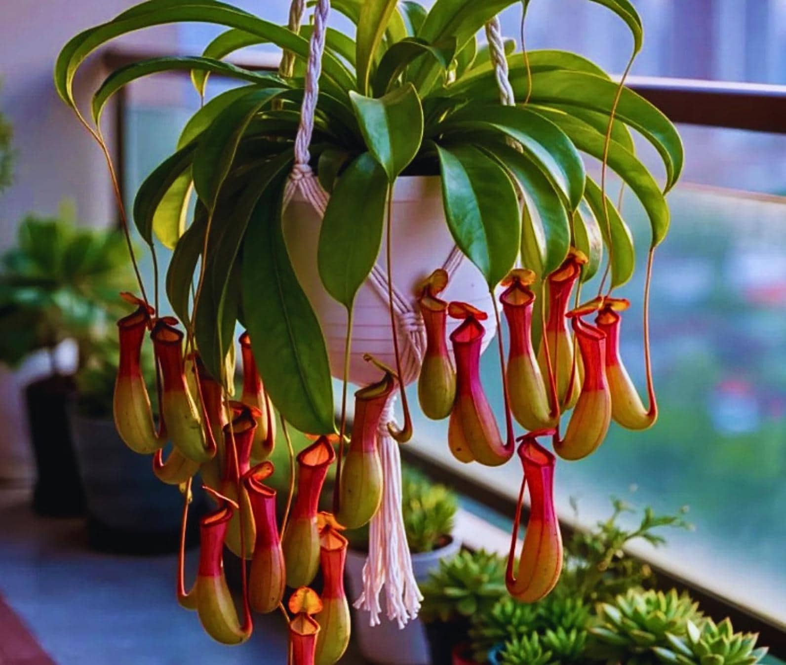 Nepenthes seeds - Etsy 日本