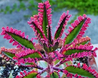 カランコエ ピンクバタフライ 多肉植物 盆栽 鉢植え 種子 50個入り