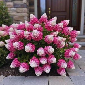 Puede incluir: Un arbusto de flores de hortensia rosas y blancas. Las flores pasan de un rosa intenso en la base a un blanco suave en las puntas, creando un efecto degradado. La planta es exuberante con follaje verde, sobre un fondo neutro.