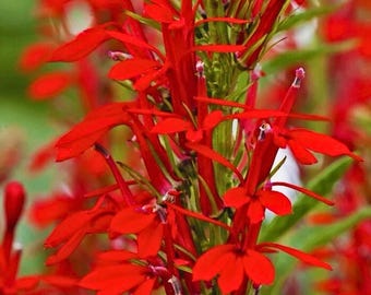 300 Seeds Cardinal Flower Lobelia cardinalis Hummingbird Plant Perennial