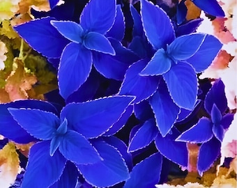 Blue Coleus Rare Foliage Ornamental for Flower Garden 25 Seeds - Etsy