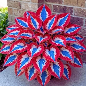 Puede incluir: Una planta vibrante con hojas en forma de corazón. Las hojas son principalmente rojas con llamativos patrones azules y blancos. La planta está en una maceta, y las hojas están dispuestas radialmente, creando una exhibición visualmente atractiva. Probablemente una Hosta.