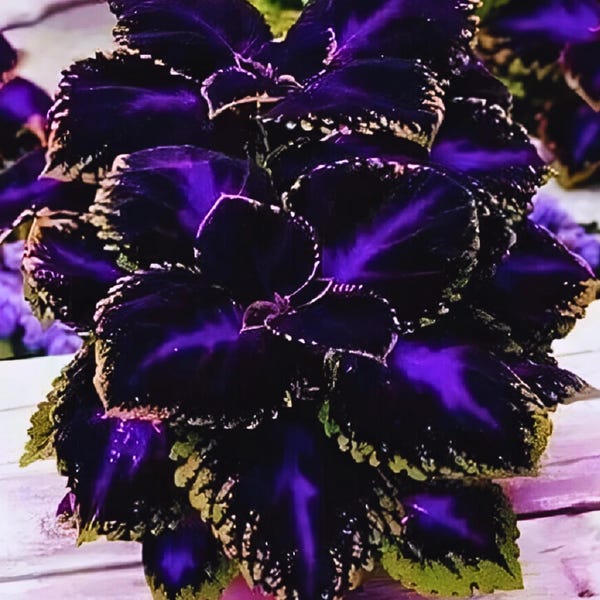 25 Seeds Black Purple Coleus Bold Foliage Plant Garden