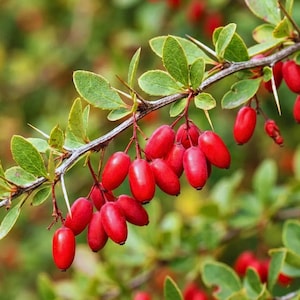 May include: Close-up of a branch with bright red berries and green leaves. The berries are oval-shaped and clustered together, contrasting with the green foliage. The background is blurred, emphasizing the berries.