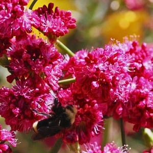 Puede incluir: Primer plano de flores de color rosa brillante con racimos de pequeñas flores. Una abeja negra y amarilla está posada entre las flores, recolectando néctar. El fondo es una mezcla suave y borrosa de verde y amarillo.
