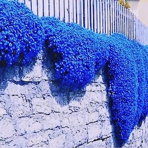 May include: A striking view of a wall covered in vibrant blue flowering plants. The plants cascade over a weathered stone wall, contrasting with the rough, light-colored stone and a white wooden fence in the background.