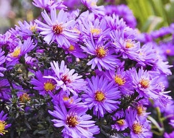 500 graines d'Aster d'Angleterre Novae Angliae, jardin de vivaces