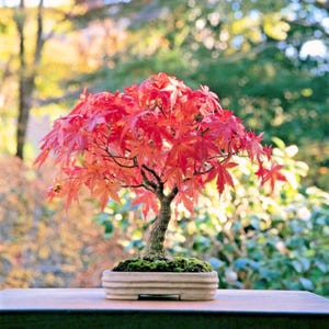 Puede incluir: Un bonsái de arce japonés con hojas de color rojo vibrante. El árbol presenta hojas rojas brillantes y un tronco texturizado, colocado en una maceta rectangular de color claro. El bonsái está sobre una superficie de madera, con un fondo borroso de follaje verde.