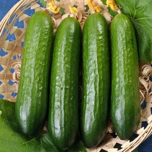 May include: Four fresh, green cucumbers with textured skin, displayed in a woven basket. The cucumbers are elongated and have a vibrant green color, with a few yellow flower remnants. Green leaves are visible.