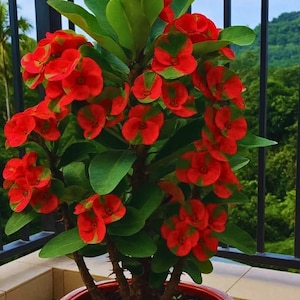 Flower seeds euphorbia crown thorns - Etsy sterreich
