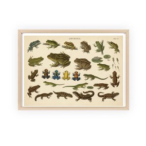 May include: A framed print featuring a vintage illustration of various amphibians. The artwork showcases a variety of frogs, salamanders, and newts in shades of green, brown, and blue. The word "AMPHIBIA" is printed at the top.