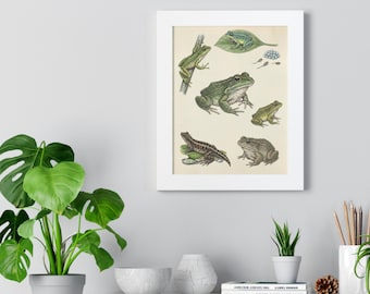 May include: A framed print featuring detailed illustrations of various frog species. The artwork showcases frogs in different poses and sizes, with a focus on their natural coloration and textures. The print is set against a cream-colored background.