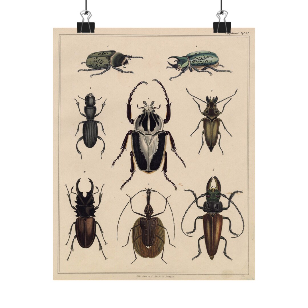 Vintage Beetle Poster - Entomology Print - Scientific Insect ...