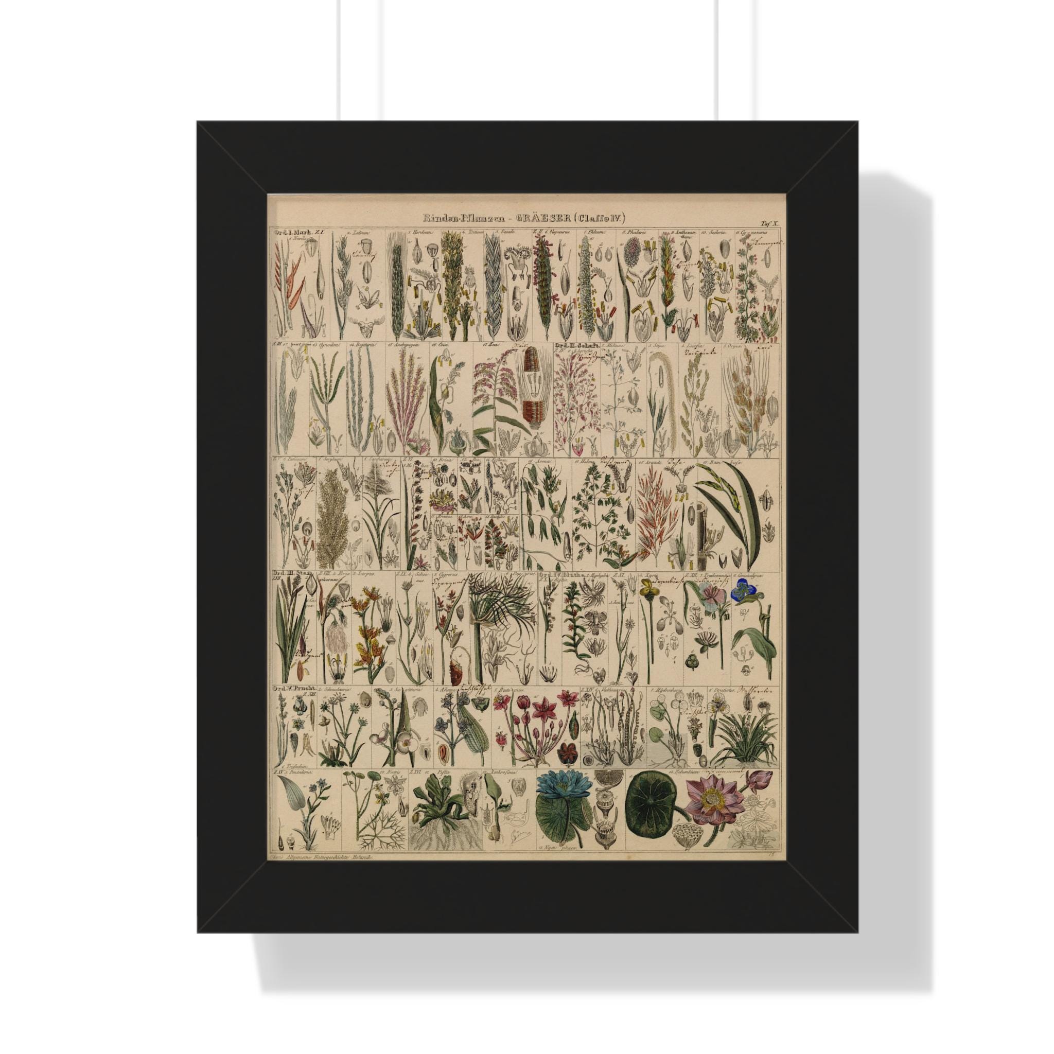 Vintage Botanical Grasses Chart | Plant Classification Digital Download ...