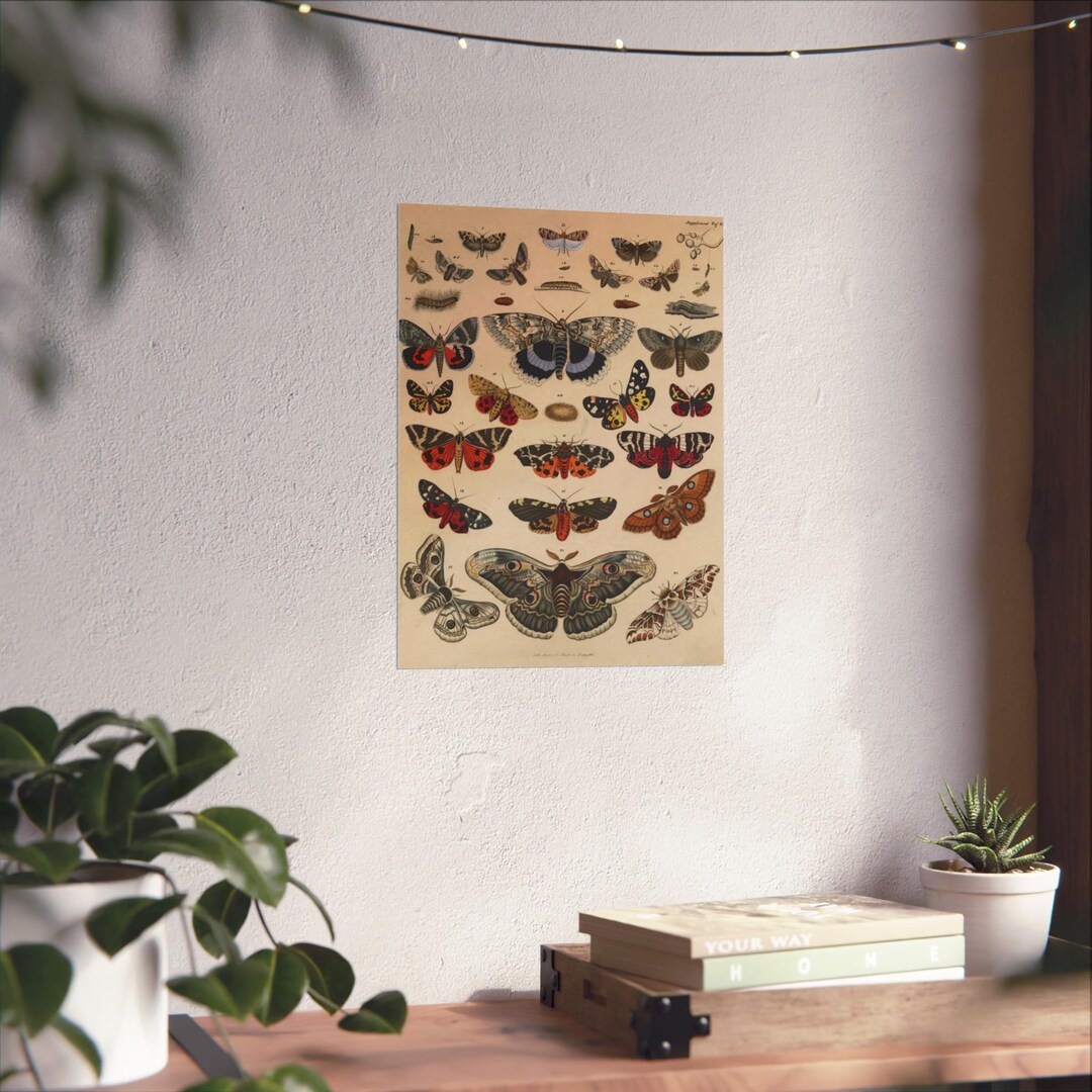 Vintage Moth Butterfly Chart Printable Wall Art, Antique Insect Poster ...