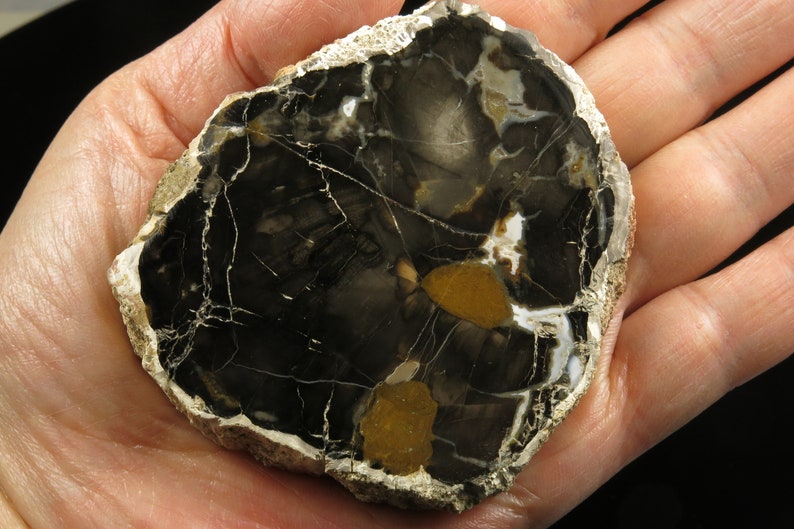 Rare Black Large Beautiful Petrified Cedar Wood Raw Specimen Etsy