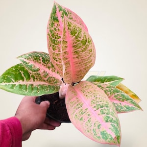 Aglaonema Harley Queen - Dekorativ rosa kinesisk vintergröna