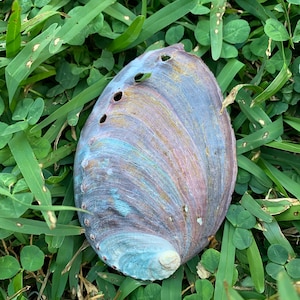 May include: An abalone shell with a shimmering, iridescent surface in shades of blue, purple, and brown. The shell has several small holes and rests on green grass and clover.