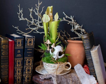 Artificial Pitcher Plant in Vintage Tea Cup, Faux Taxidermy, Silk Plants, Taxidermy Home Deor, Tea Cup Flower Arrangement