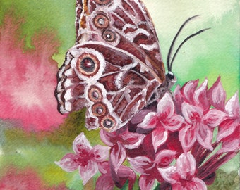 Butterfly Signed and Numbered Matted Print