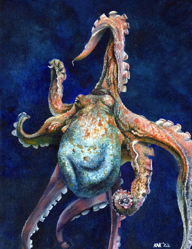 Octopus Signed and Numbered Matted Print image 1