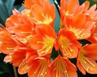 Clivia miniata.  Well rooted live plant.  Orange.