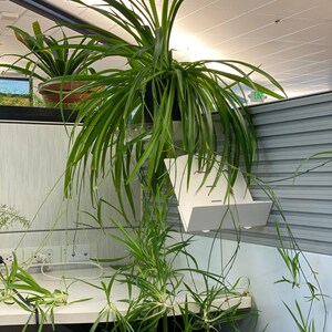 Green Spider plant . Well rooted.Chlorophytum comosum.