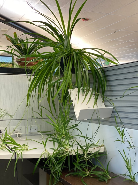 Spider plant, Chlorophytum comosum – Wisconsin Horticulture