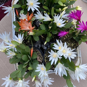 Easter cactus .  Rhipsalidopsis gaertneri. White.  Well rooted