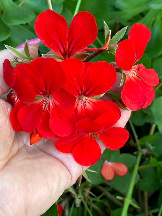 Pelargonium, Vine, Red/coral Geranium. Hanging Geranium. Well Rooted Plant,  - Etsy