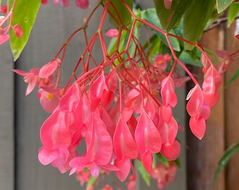 Sale. Angel Wing Begonia Lucerna Plant . Well Rooted Cane Begonia