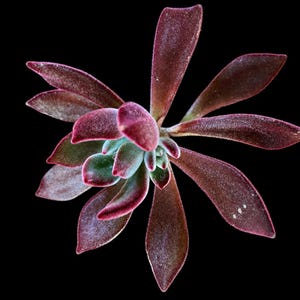 Puede incluir: Primer plano de una planta suculenta con hojas color burdeos y un grupo central de hojas verde azulado. Las hojas de la planta tienen una textura aterciopelada y están dispuestas en forma de roseta sobre un fondo negro. Tema botánico.