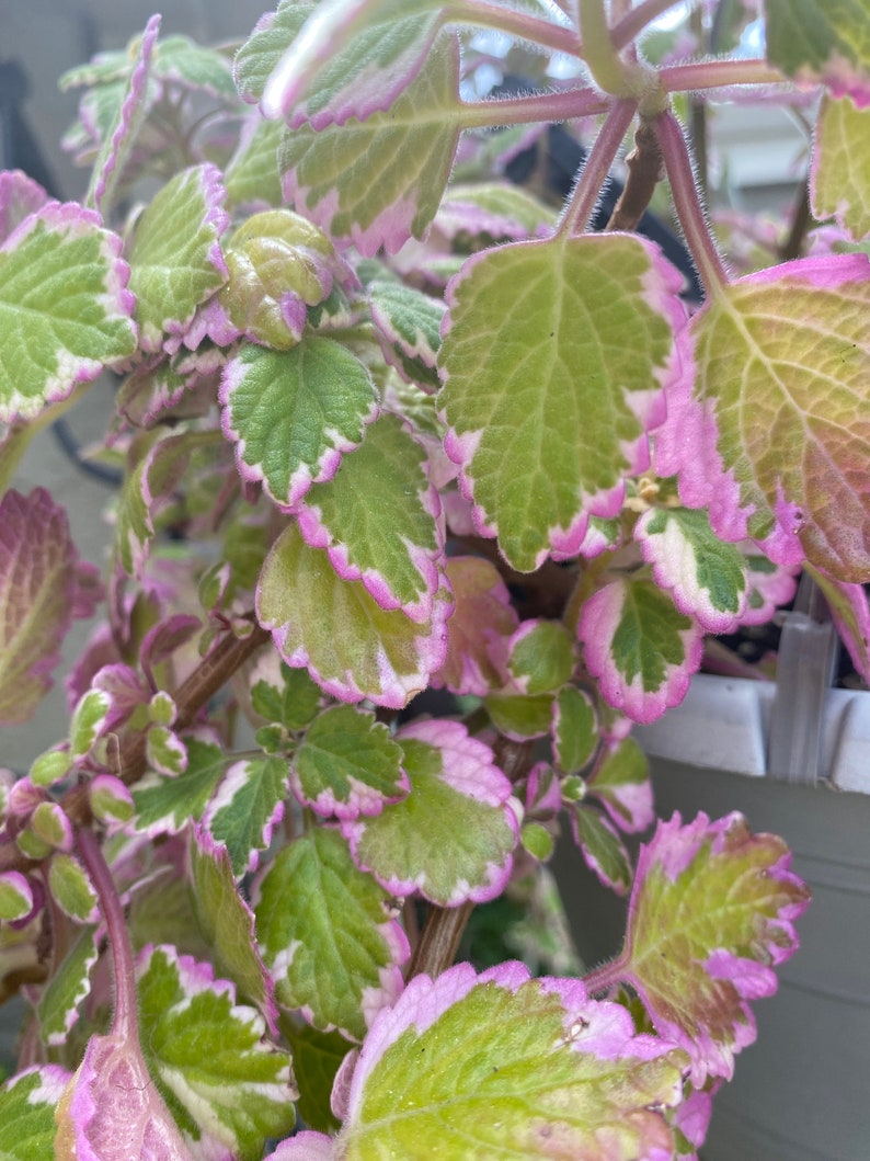 Variegated Swedish Ivy PLECTRANTHUS AUSTRALIS VAR. - Etsy