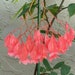 see more listings in the Live plants  section