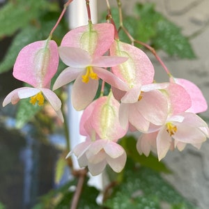 Begonia Argenteo guttata. Well rooted plant. 4"