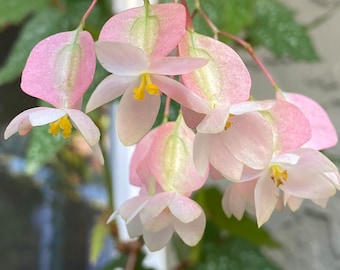 Begonia Argenteo guttata. Well rooted plant. 4".